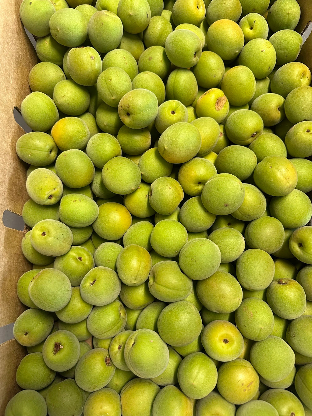 79% UMESHU