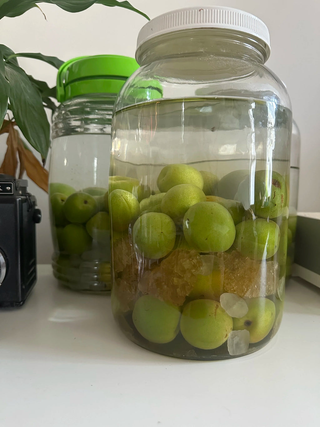 79% UMESHU